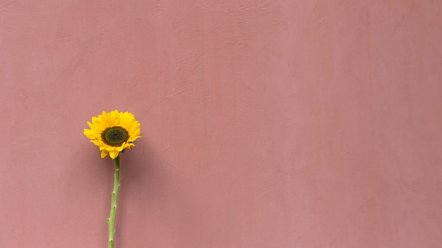 Meraviglioso fiore giallo fresco