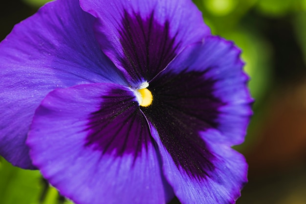 Meraviglioso fiore viola esotico