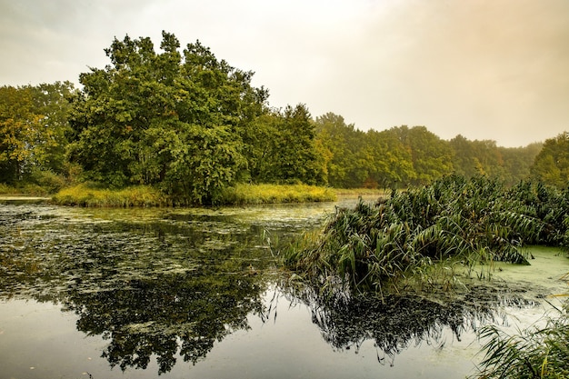 Meraviglioso lago calmo circondato da alberi e piante