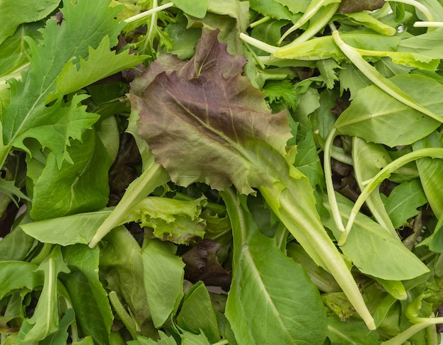 Mescolare l&#39;insalata con rucola, frisone, radicchio e lattuga di agnello