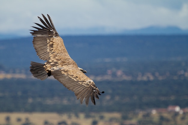 Messa a fuoco poco profonda di un avvoltoio grifone (Gyps fulvus) che vola con ali spalancate