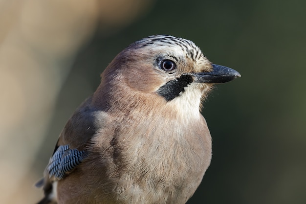 Messa a fuoco poco profonda di una ghiandaia eurasiatica (Garrulus glandarius)