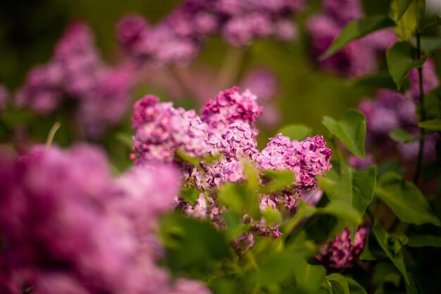 Messa a fuoco selettiva colpo di fiori lilla che sbocciano in un campo