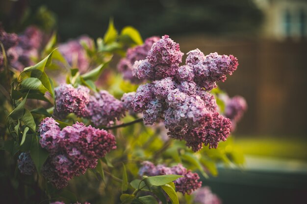 Messa a fuoco selettiva colpo di fiori lilla che sbocciano in un campo