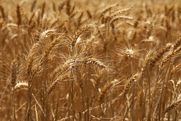 Messa a fuoco selettiva colpo di spighe dorate di grano in un campo