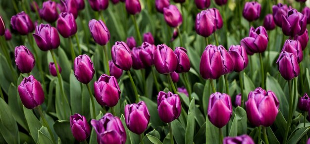 Messa a fuoco selettiva colpo di tulipani viola in fiore in un campo