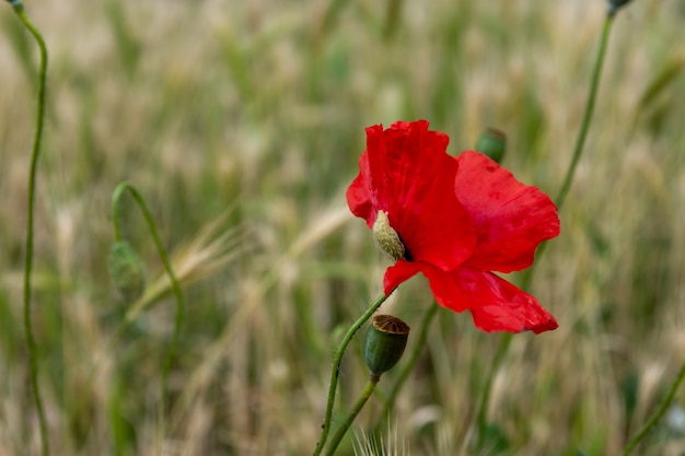 Messa a fuoco selettiva del bellissimo fiore di papavero rosso comune