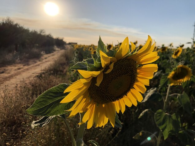 Messa a fuoco selettiva del bellissimo girasole che brilla sotto i raggi del sole