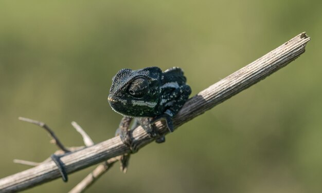 Messa a fuoco selettiva del camaleonte mediterraneo che cammina su un ramoscello di finocchio