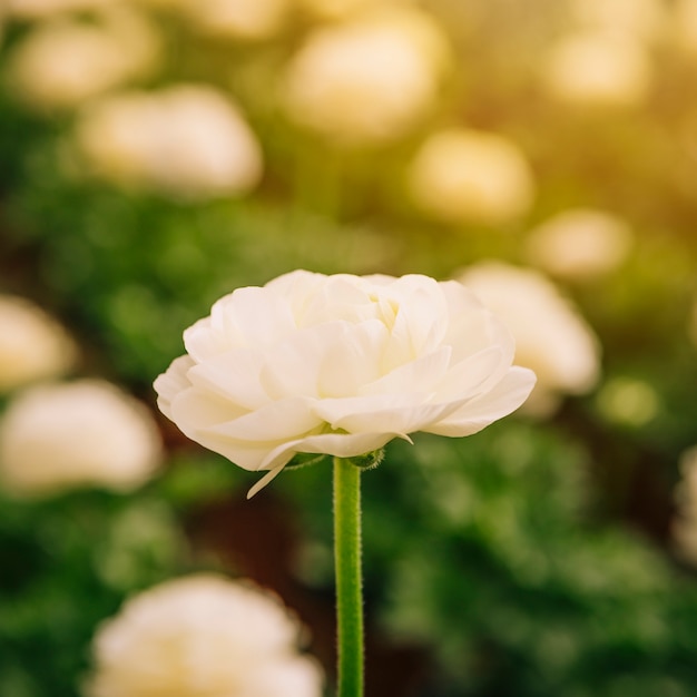 Messa a fuoco selettiva del fiore di ranuncolo bianco