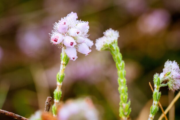 Messa a fuoco selettiva del primo piano dei fiori rosa in fiore di antennaria dioica