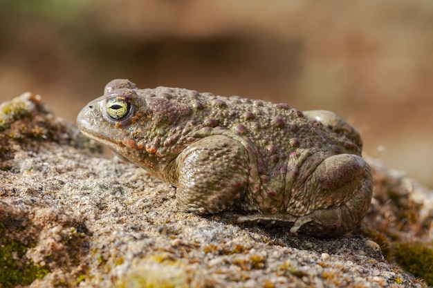 Messa a fuoco selettiva del rospo Natterjack su una superficie rocciosa