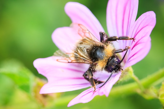 Messa a fuoco selettiva dell'ape che raccoglie polline su un fiore viola