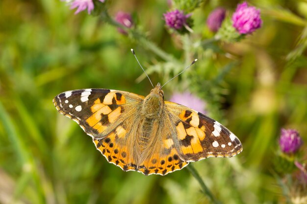 Messa a fuoco selettiva della bella e colorata farfalla Painted lady