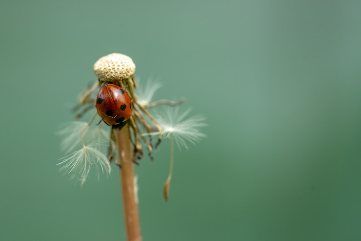 Foto gratuito messa a fuoco selettiva della coccinella sul dente di leone