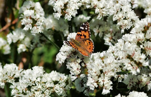 Messa a fuoco selettiva della farfalla Vanessa cardui che raccoglie polline su fiori statici