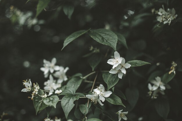 Messa a fuoco selettiva di bellissimi e piccoli fiori bianchi su un cespuglio nel mezzo di una foresta