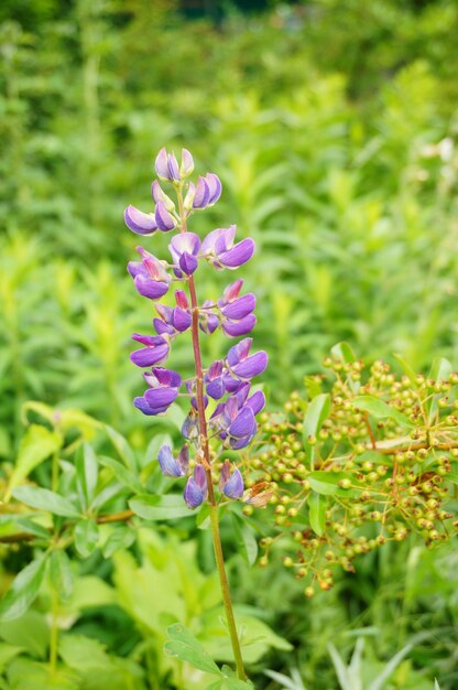 Messa a fuoco selettiva di bellissimi fiori viola in un campo