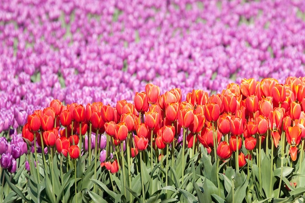 Messa a fuoco selettiva di bellissimi tulipani rossi e viola in un magnifico giardino di tulipani