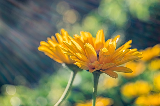 Messa a fuoco selettiva di due fiori di calendula gialla