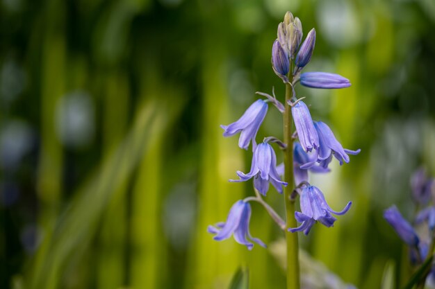 Messa a fuoco selettiva di fiori viola esotici appesi allo stelo