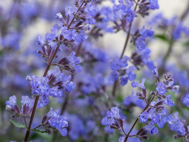 Messa a fuoco selettiva di lavanda blu nel campo blue