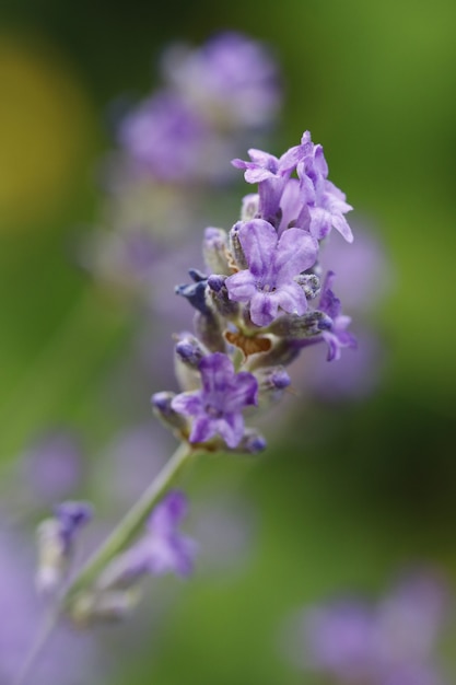 Messa a fuoco selettiva di lavanda in un campo sotto la luce del sole