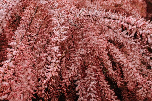 Messa a fuoco selettiva di rami con boccioli di fiori rosa