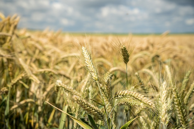 Messa a fuoco selettiva di rami di grano che crescono nel campo