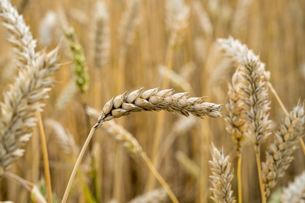 Messa a fuoco selettiva di rami di grano nel campo