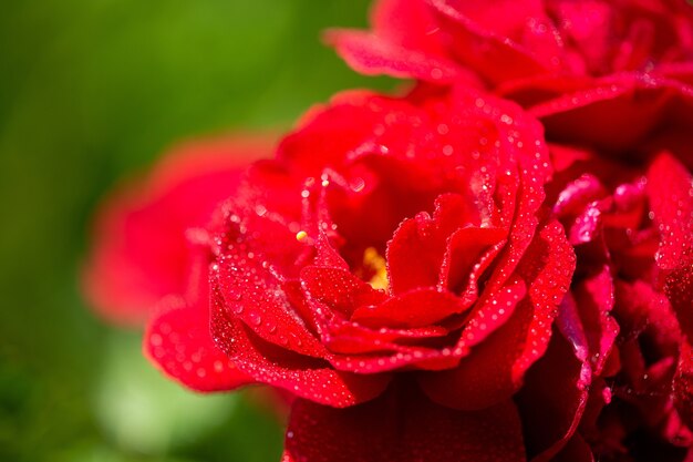 Messa a fuoco selettiva di rose rosse luminose con alcune goccioline su di esse