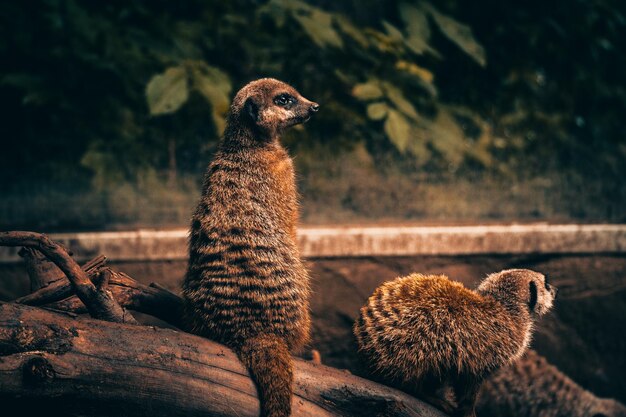 Messa a fuoco selettiva di simpatici animali suricati