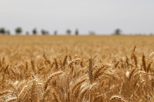 Messa a fuoco selettiva di spighe di grano dorate in un campo