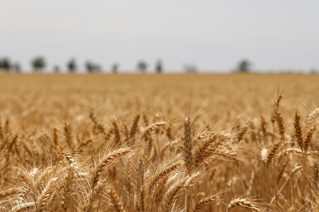 Messa a fuoco selettiva di spighe di grano dorate in un campo