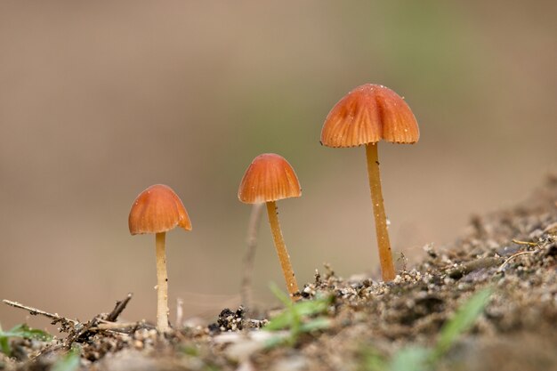 Messa a fuoco selettiva di tre bellissimi funghi con uno sfocato