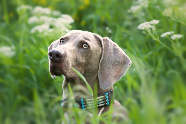 Messa a fuoco selettiva di un adorabile cane Weimaraner all'aperto durante la luce del giorno