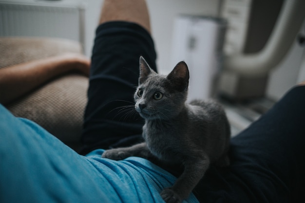 Messa a fuoco selettiva di un adorabile gatto domestico grigio che gioca con un uomo al chiuso man