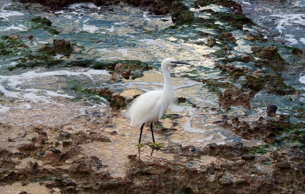 Messa a fuoco selettiva di un airone garzetta bianco su una riva rocciosa del fiume