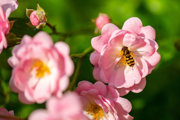 Messa a fuoco selettiva di un'ape che raccoglie polline dalla rosa rosa chiaro