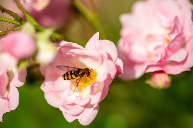 Messa a fuoco selettiva di un'ape che raccoglie polline dalla rosa rosa chiaro