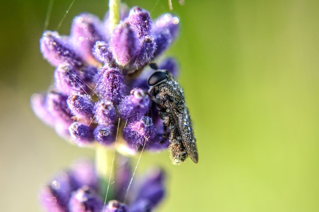 Messa a fuoco selettiva di un'ape sulla lavanda