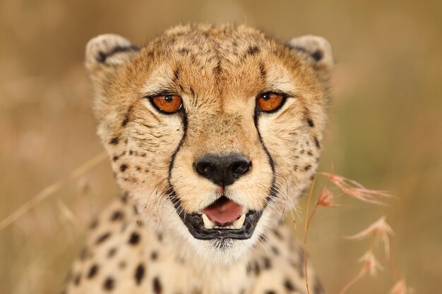 Messa a fuoco selettiva di un bellissimo leopardo africano sui campi coperti di erba