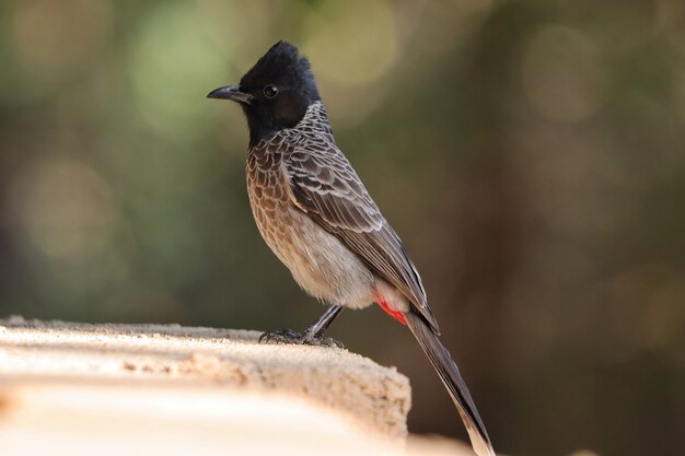 Messa a fuoco selettiva di un bulbul con sfiato rosso all'aperto