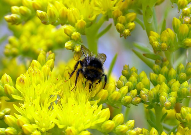 Messa a fuoco selettiva di un calabrone che si nutre di un fiore giallo di Sedum rupestre