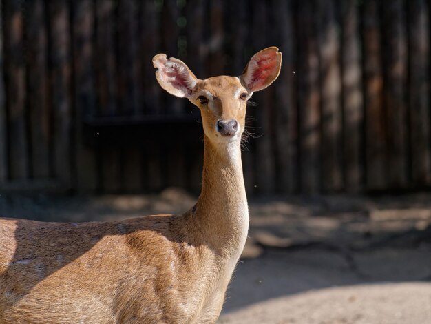 Messa a fuoco selettiva di un cervo allo zoo durante il giorno