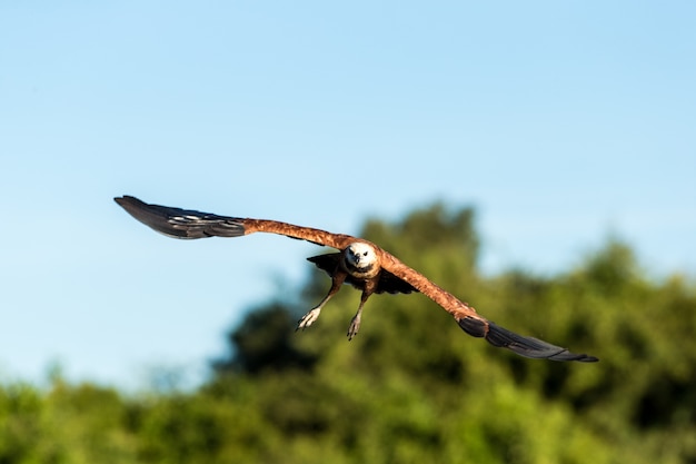 Messa a fuoco selettiva di un falco in volo sotto la luce del sole e un cielo blu