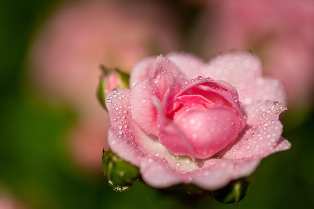 Messa a fuoco selettiva di un fiore rosa con alcune goccioline sui suoi petali