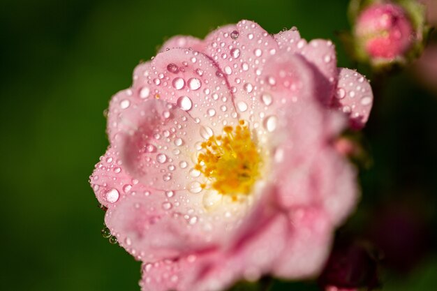 Messa a fuoco selettiva di un fiore rosa con alcune goccioline sui suoi petali