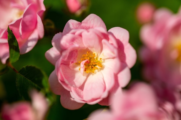 Messa a fuoco selettiva di un fiore rosa con alcune goccioline sui suoi petali