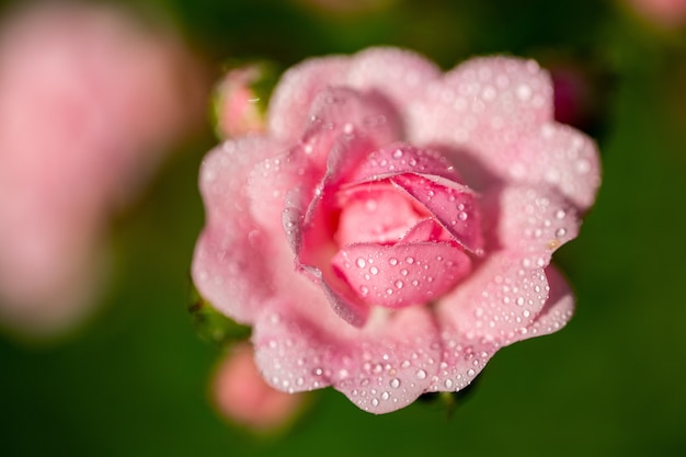 Messa a fuoco selettiva di un fiore rosa con alcune goccioline sui suoi petali